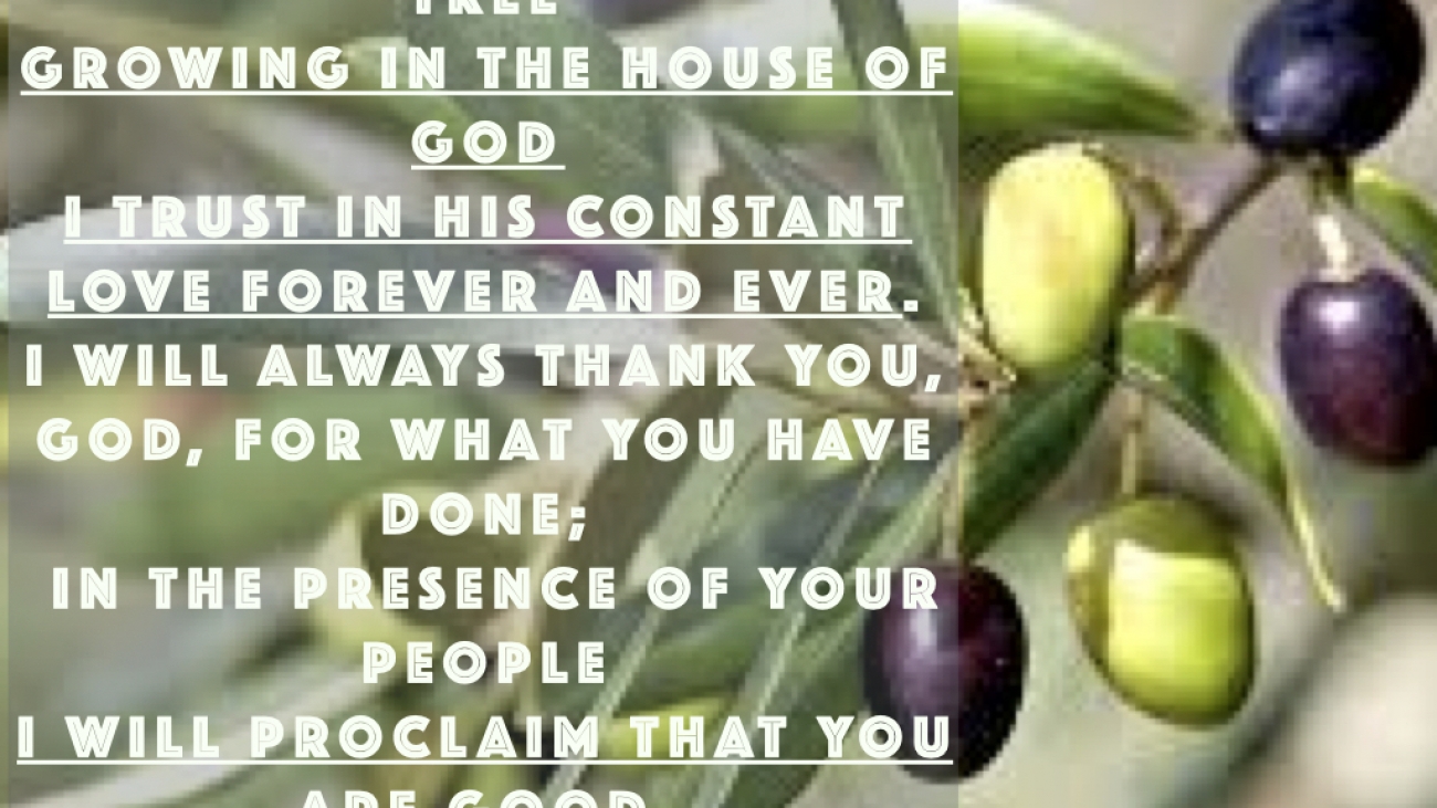 im am like a olive tree in the house of the Lord